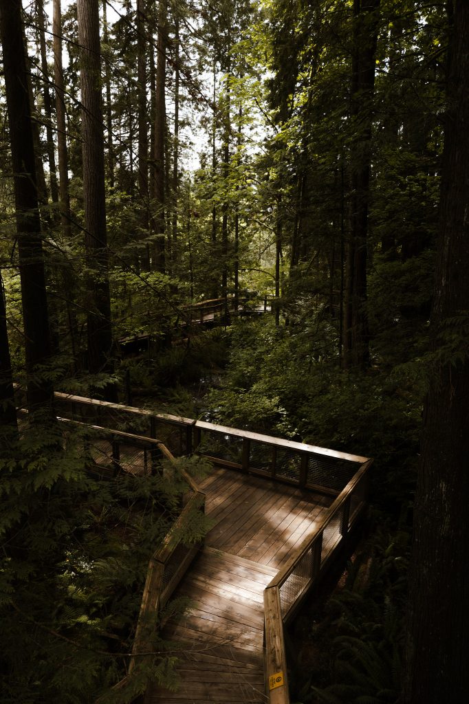 Sunlit boardwalk winding through a dense forest